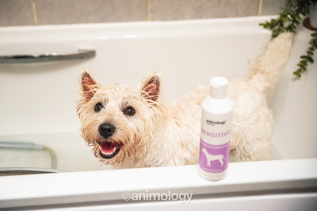 ANIMOLOGY ESSENTIALS SENSITIVE SHAMPOO PARA PERROS 250ML