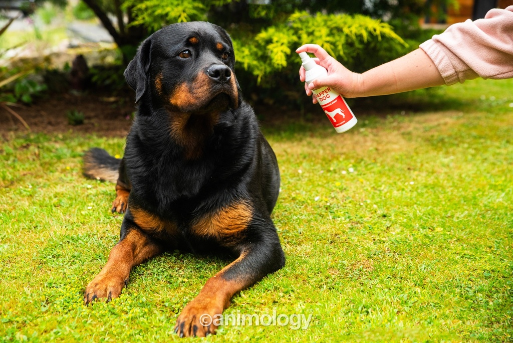 ANIMOLOGY ESSENTIALS DAPPER DOG TUTTI FRUTTI SHAMPOO PARA PERROS 250ML