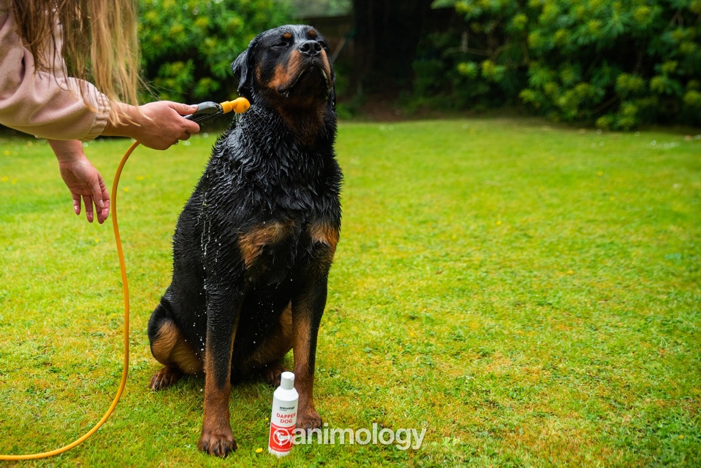 ANIMOLOGY ESSENTIALS DAPPER DOG TUTTI FRUTTI SHAMPOO PARA PERROS 250ML