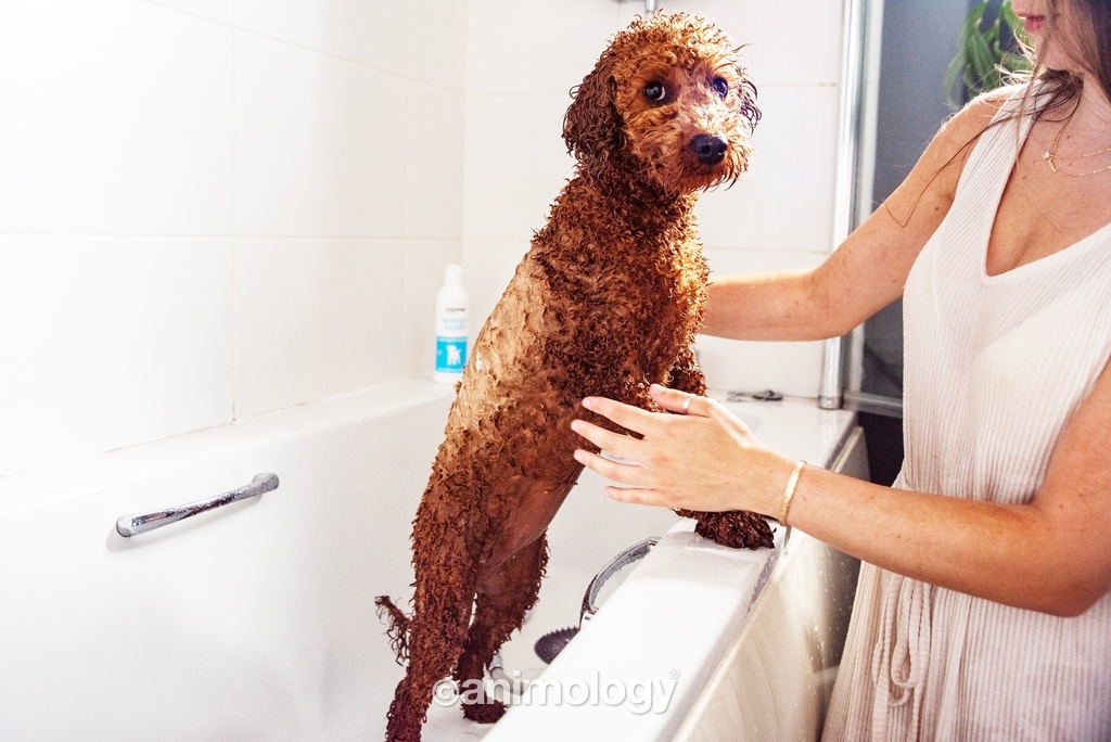 ANIMOLOGY ESSENTIALS PERFECT PUPPY SHAMPOO PARA CACHORROS 250ML