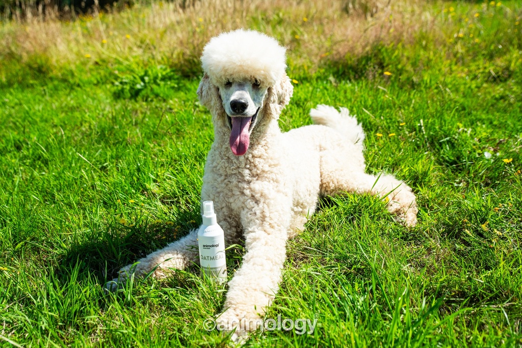ANIMOLOGY ESSENTIALS OATMEAL SHAMPOO PARA PERROS 250ML