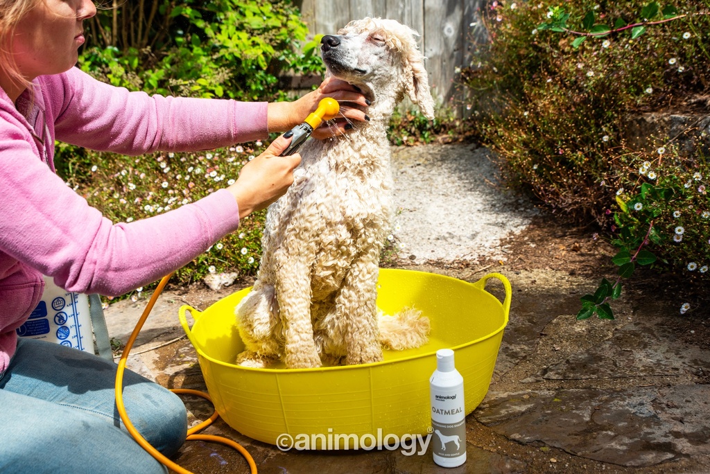 ANIMOLOGY ESSENTIALS OATMEAL SHAMPOO PARA PERROS 250ML