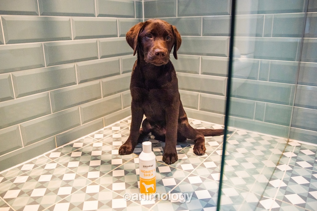 ANIMOLOGY ESSENTIALS HONEY AND SHEA SHAMPOO PARA PERROS 250ML