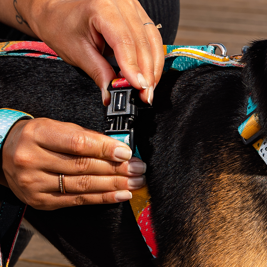 CACHORREIROS ARNÉS ANTITIRONES PITAYA TALLA M
