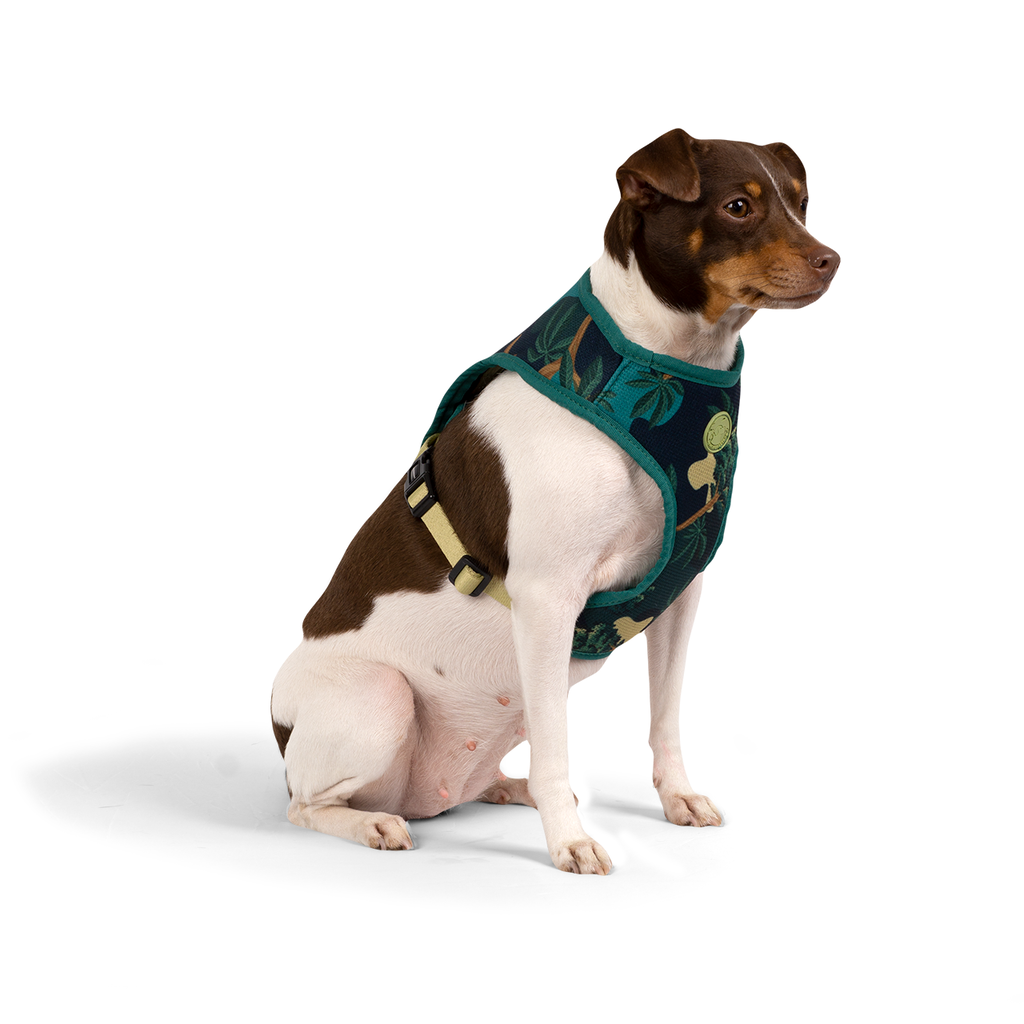 CACHORREIROS ARNES FLOW SAMAUMA TALLA PP - XS