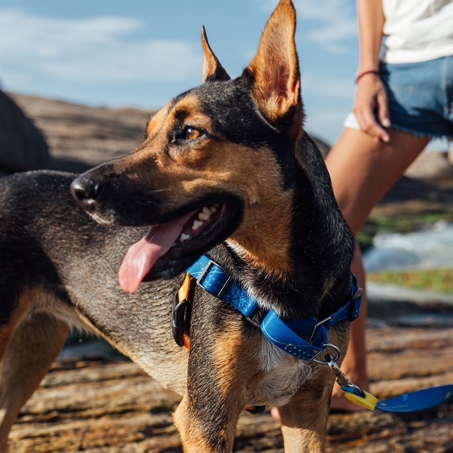 CACHORREIROS ARNES ANTITIRONES INDIGO TALLA P - S