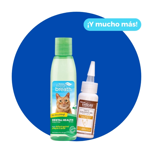 Gatos / Higiene Bucal